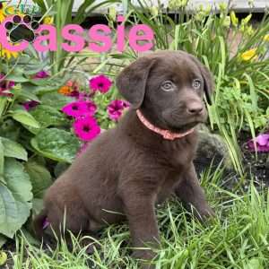 Cassie, Chocolate Labrador Retriever Puppy
